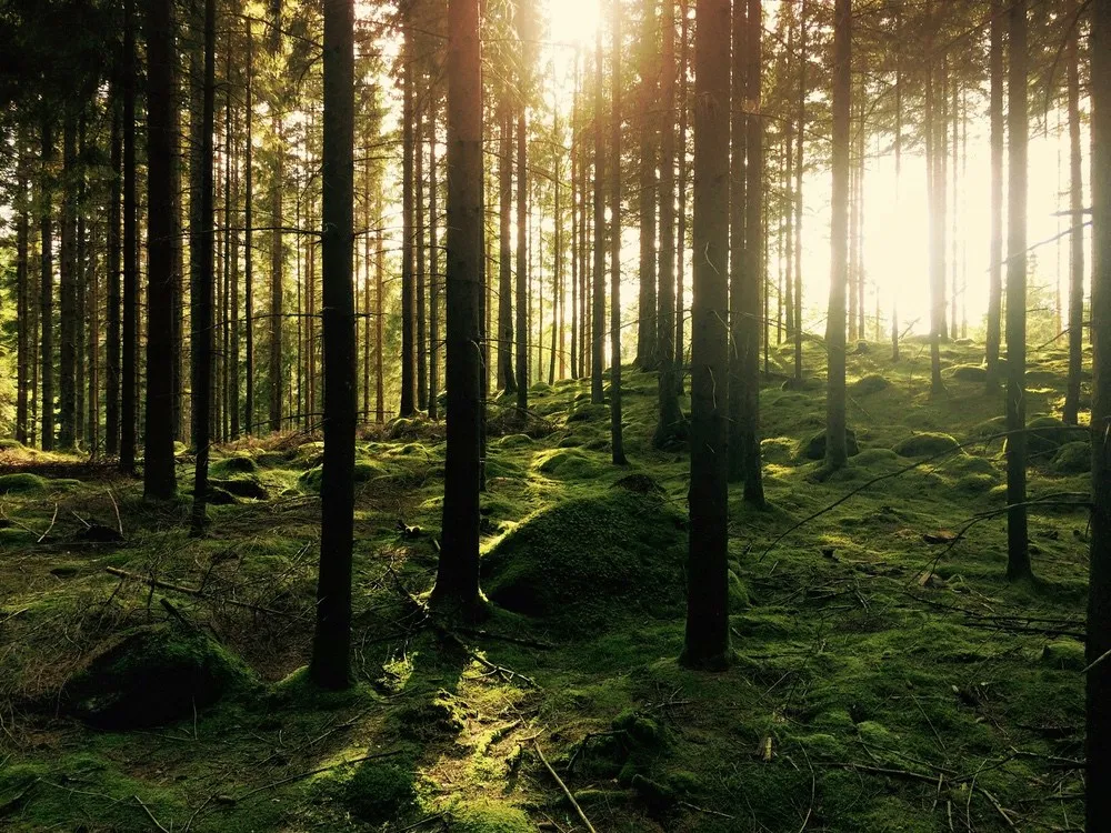 Nadelwald im Gegenlicht: Sonnenstrahlen fallen zwischen hohen Fichtenstämmen auf moosbewachsenen Waldboden.