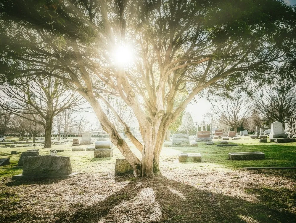 Großer Laubbaum auf einem Friedhof, die Sonne scheint durch die Äste auf die umliegenden Gräber.