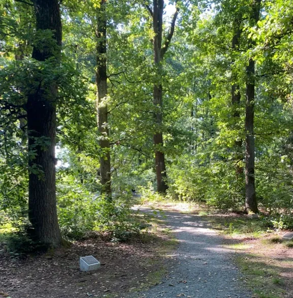 Sonnenbeschienener Kiesweg zwischen hohen Laubbäumen im Urnenwaldfriedhof Eschenbach, am Wegrand eine schlichte helle Grabplatte im Gras.